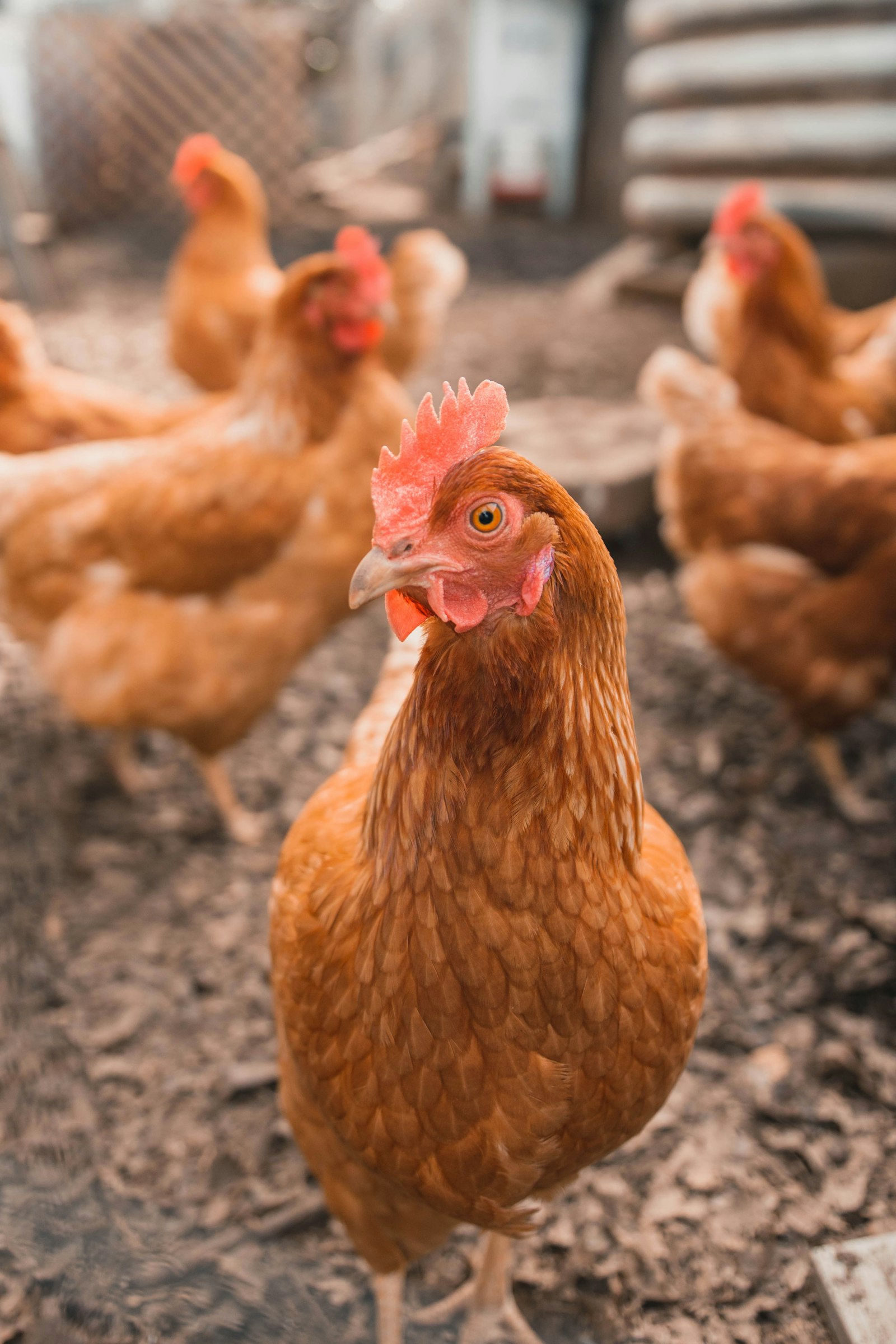 UK poultry farm